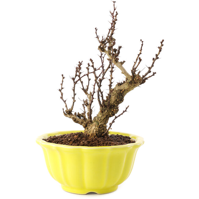 Berberis thunbergii, 16,5 cm, ± 10 Jahre alt
