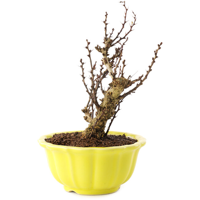 Berberis thunbergii, 16,5 cm, ± 10 años