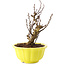 Berberis thunbergii, 16,5 cm, ± 10 years old