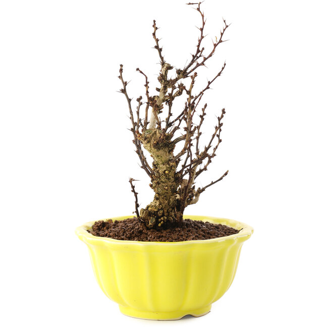 Berberis thunbergii, 16,5 cm, ± 10 anni