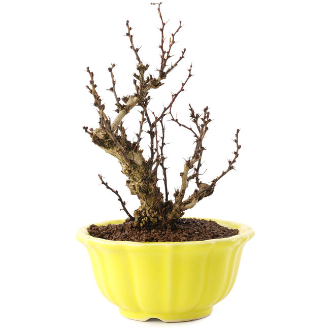 Berberis thunbergii, 16,5 cm, ± 10 Jahre alt