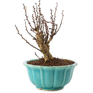 Berberis thunbergii, 15,5 cm, ± 10 ans