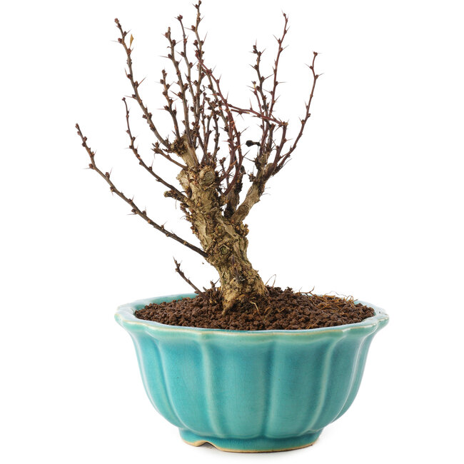 Berberis thunbergii, 15,5 cm, ± 10 ans