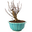 Berberis thunbergii, 15,5 cm, ± 10 ans