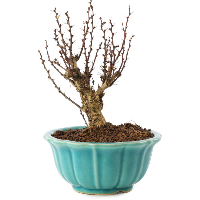 Berberis thunbergii, 15,5 cm, ± 10 Jahre alt