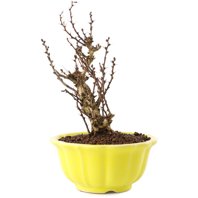 Berberis thunbergii, 16,5 cm, ± 10 años