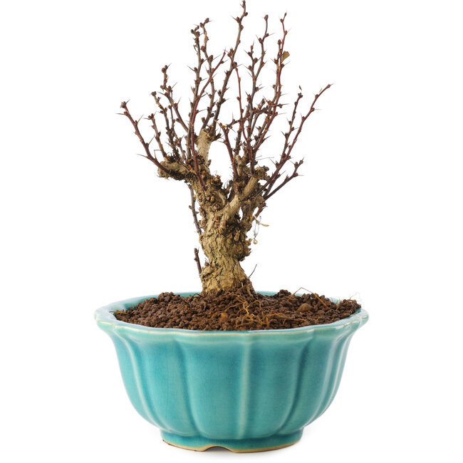 Berberis thunbergii, 15,5 cm, ± 10 años