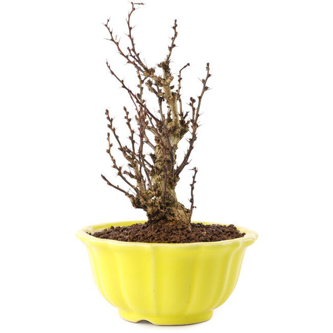 Berberis thunbergii, 16,5 cm, ± 10 anni