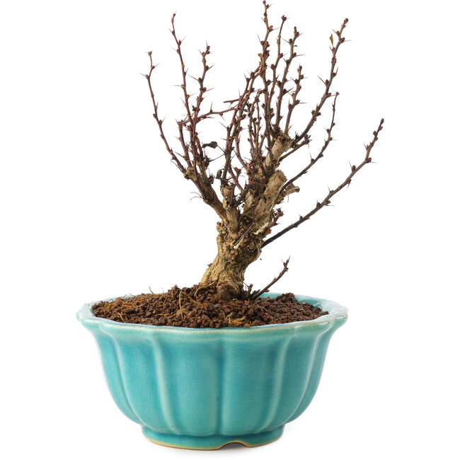 Berberis thunbergii, 15,5 cm, ± 10 jaar oud
