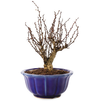 Berberis thunbergii, 17,5 cm, ± 10 ans