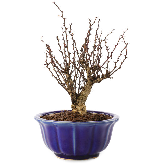 Berberis thunbergii, 17,5 cm, ± 10 jaar oud