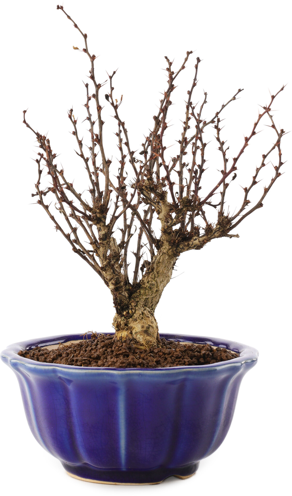Berberis thunbergii, 17,5 cm,  10 Jahre alt - Bonsai Plaza