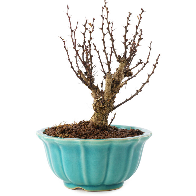 Berberis thunbergii, 15,5 cm, ± 10 Jahre alt