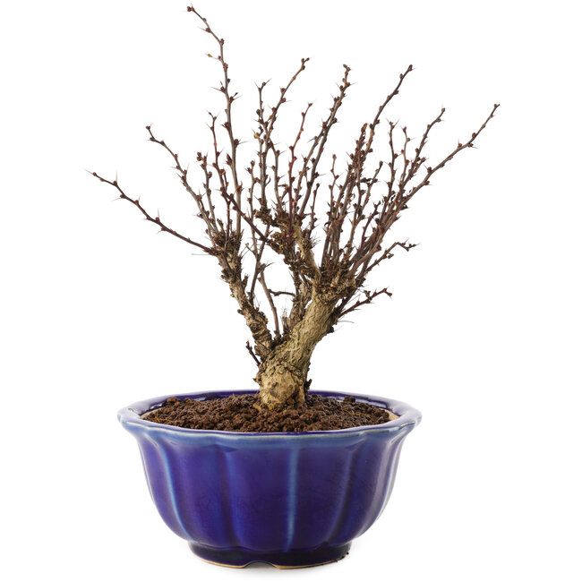 Berberis thunbergii, 17,5 cm, ± 10 años