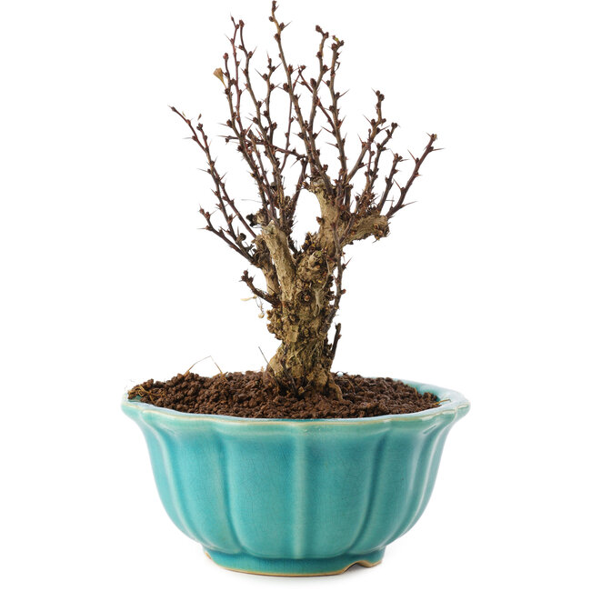 Berberis thunbergii, 15,5 cm, ± 10 ans