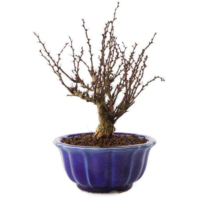 Berberis thunbergii, 17,5 cm, ± 10 jaar oud
