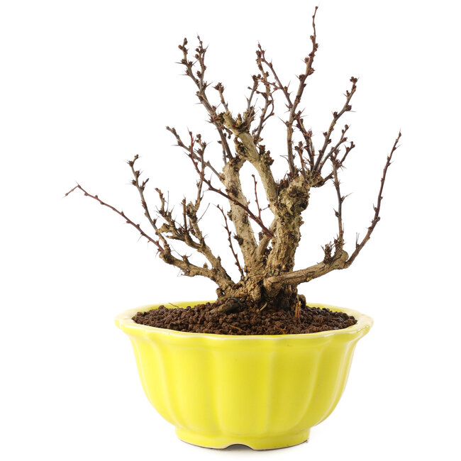 Berberis thunbergii, 15 cm, ± 10 jaar oud