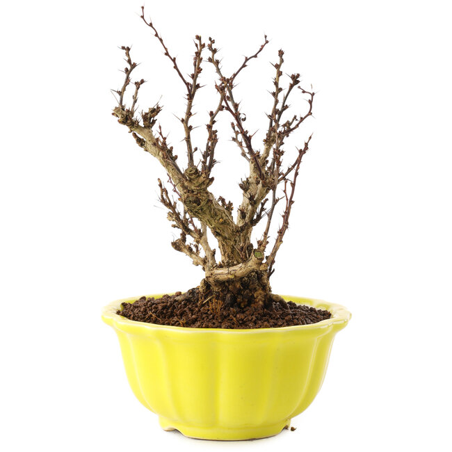 Berberis thunbergii, 15 cm, ± 10 jaar oud