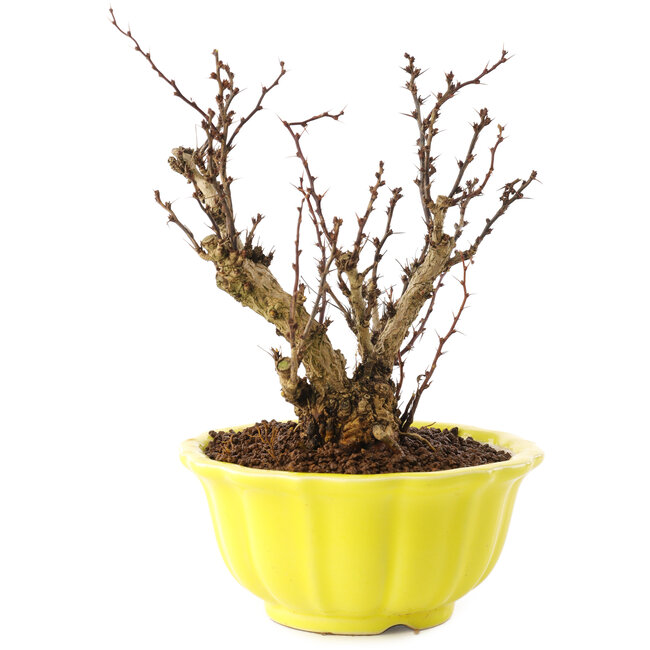 Berberis thunbergii, 15 cm, ± 10 anni