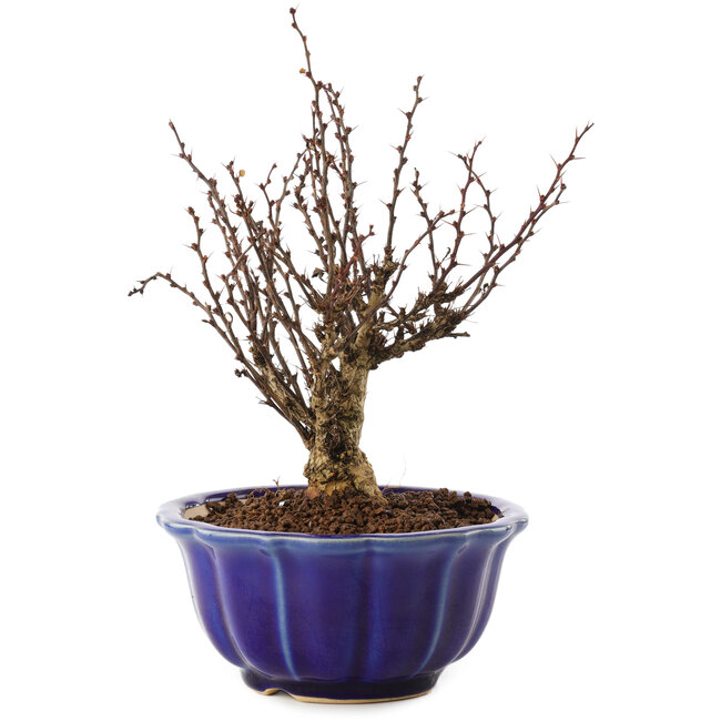 Berberis thunbergii, 17,5 cm, ± 10 ans