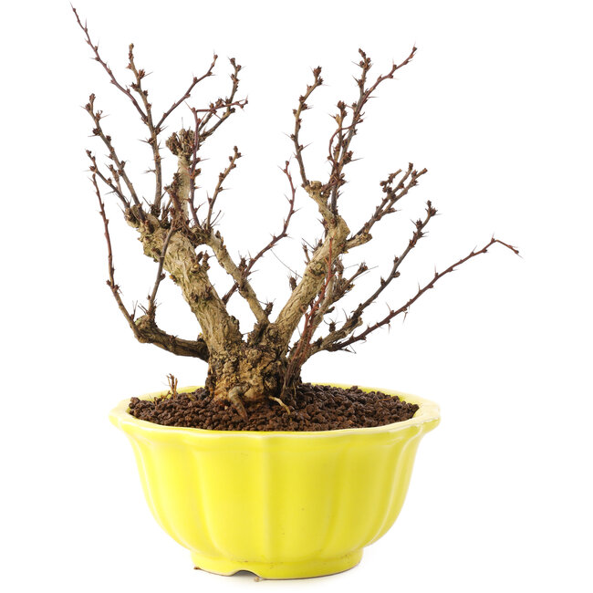 Berberis thunbergii, 15 cm, ± 10 anni