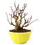 Berberis thunbergii, 15 cm, ± 10 years old