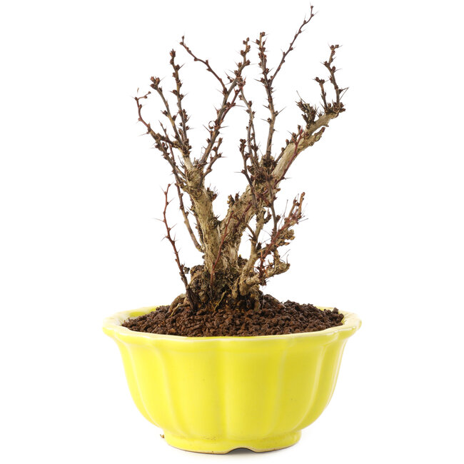 Berberis thunbergii, 15 cm, ± 10 anni