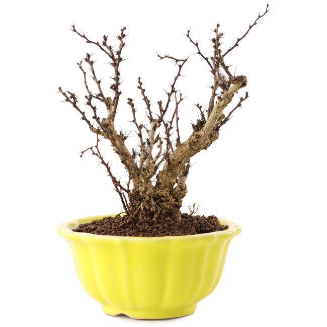 Berberis thunbergii, 15 cm, ± 10 anni