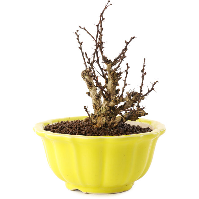 Berberis thunbergii, 13,5 cm, ± 10 ans