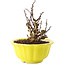 Berberis thunbergii, 13,5 cm, ± 10 ans