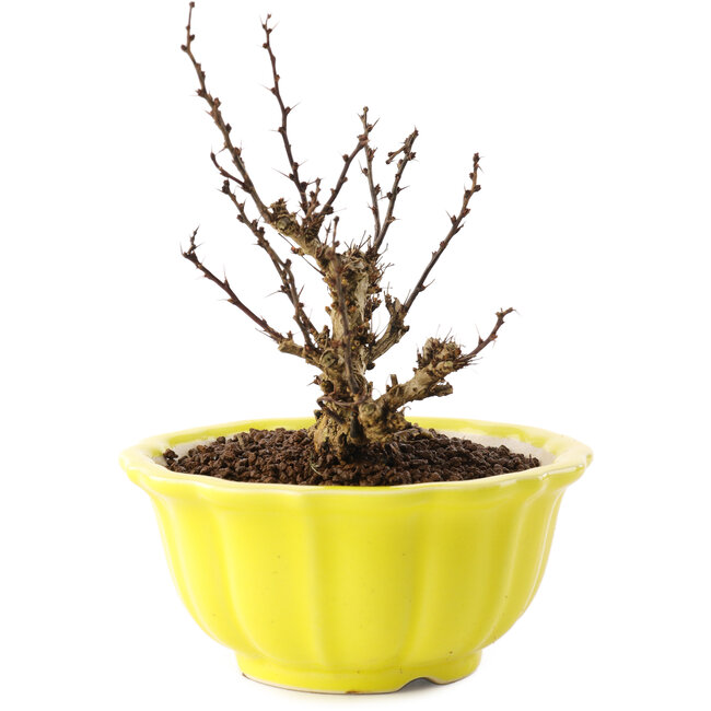 Berberis thunbergii, 13,5 cm, ± 10 Jahre alt