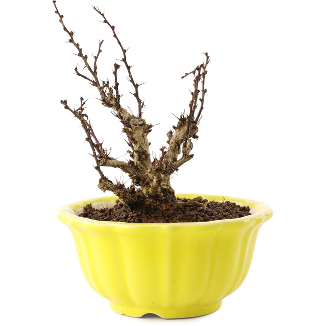 Berberis thunbergii, 13,5 cm, ± 10 jaar oud