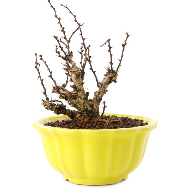 Berberis thunbergii, 13,5 cm, ± 10 ans