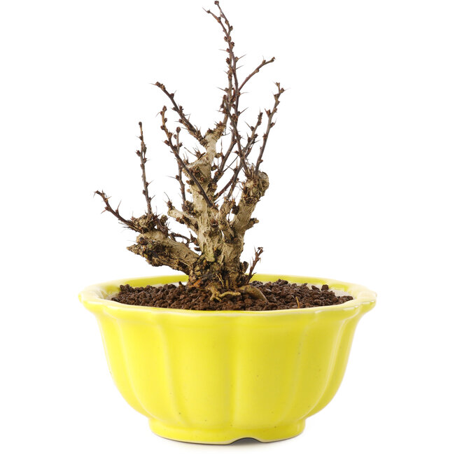 Berberis thunbergii, 13,5 cm, ± 10 años