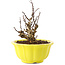 Berberis thunbergii, 13,5 cm, ± 10 ans