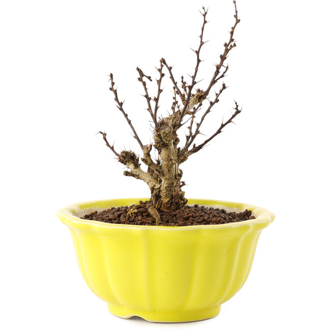 Berberis thunbergii, 13,5 cm, ± 10 Jahre alt