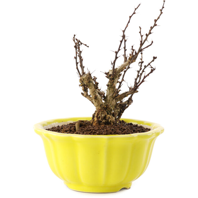 Berberis thunbergii, 13,5 cm, ± 10 ans