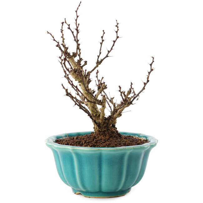 Berberis thunbergii, 17 cm, ± 10 jaar oud