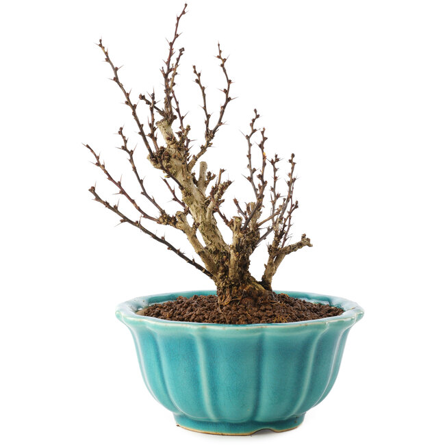 Berberis thunbergii, 17 cm, ± 10 años