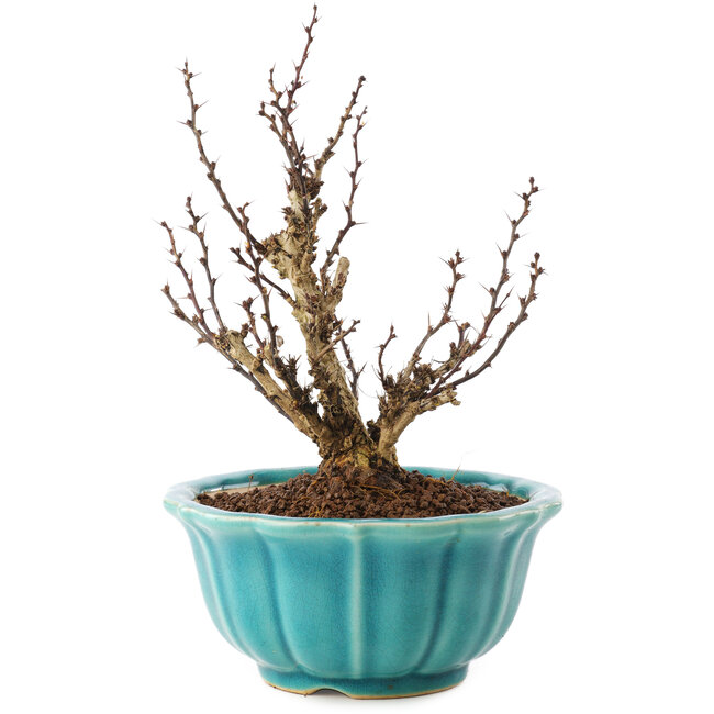 Berberis thunbergii, 17 cm, ± 10 años