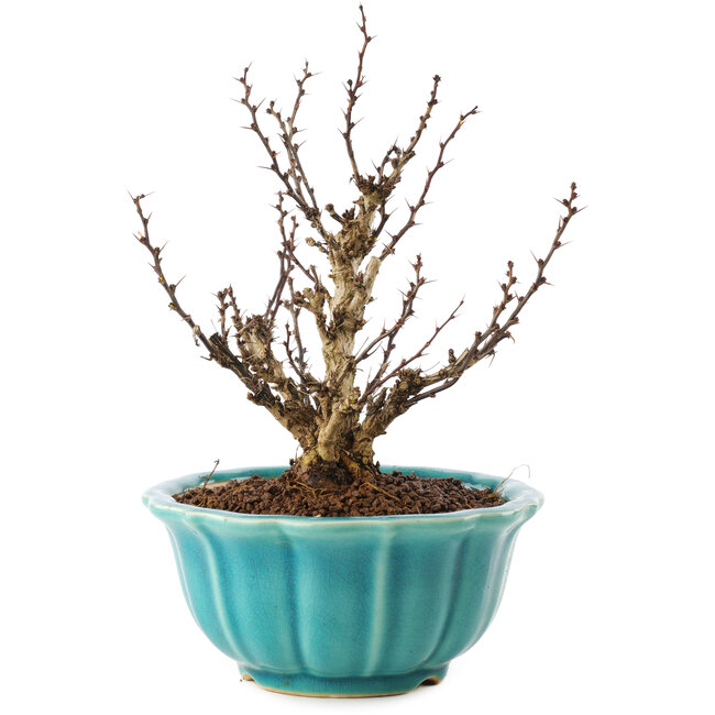 Berberis thunbergii, 17 cm, ± 10 jaar oud