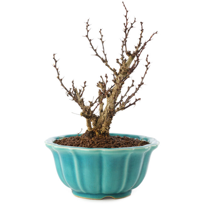 Berberis thunbergii, 17 cm, ± 10 años