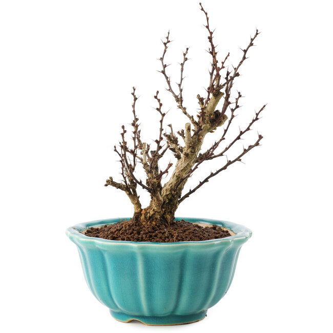 Berberis thunbergii, 17 cm, ± 10 años