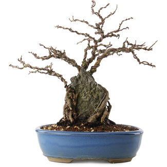 Chaenomeles speciosa, 30,5 cm, ± 12 jaar oud