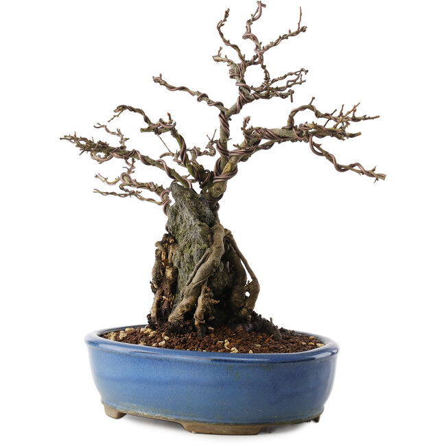 Chaenomeles speciosa, 30,5 cm, ± 12 anni, con fiori rossi e frutti gialli