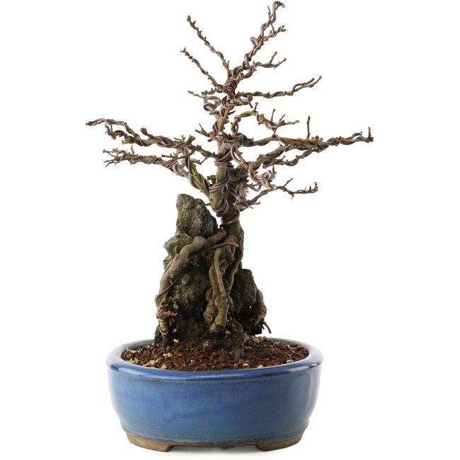 Chaenomeles speciosa, 30,5 cm, ± 12 ans, à fleurs rouges et fruits jaunes