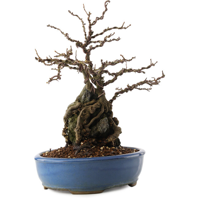 Chaenomeles speciosa, 30,5 cm, ± 12 años, con flores rojas y frutos amarillos