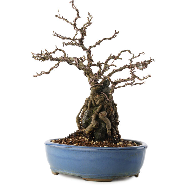 Chaenomeles speciosa, 30,5 cm, ± 12 años, con flores rojas y frutos amarillos