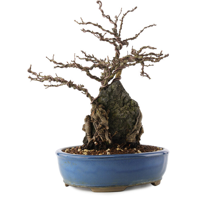 Chaenomeles speciosa, 30,5 cm, ± 12 años, con flores rojas y frutos amarillos