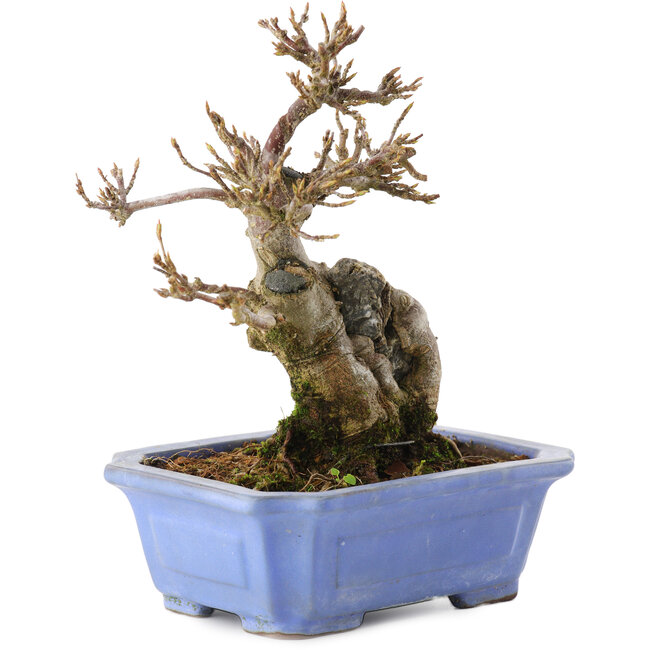 Acer buergerianum, 15 cm, ± 15 ans